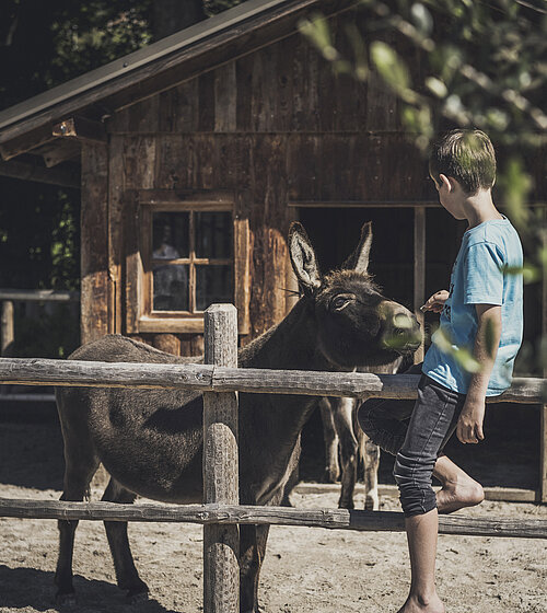 Kind mit Esel Kinderbauernhof Hotel Bachmanngut Wolfgangsee