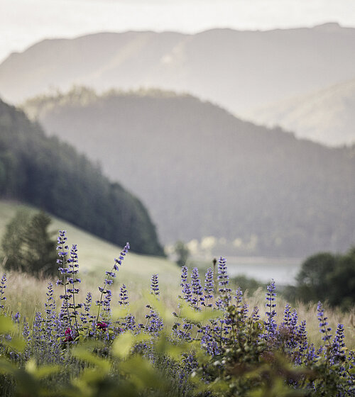 Naturgarten beim Bachmanngut im Salzkammergut