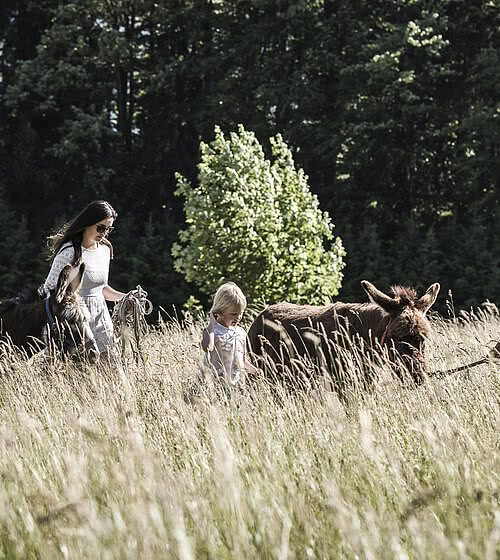 Donkey in the children’s farm at Das Bachmanngut in the Salzkammergut