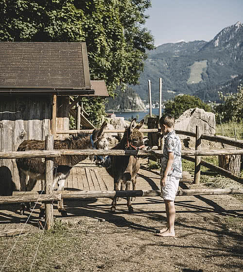 Donkey in the children’s farm at Das Bachmanngut in the Salzkammergut