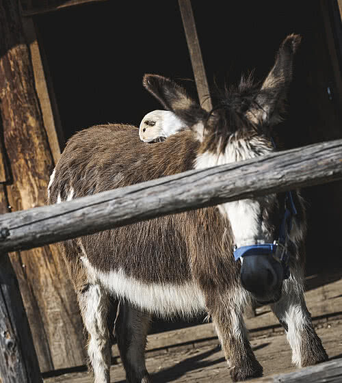 Guinea pigs and donkey in the children's farm at Das Bachmanngut