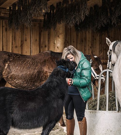 Ponys im Reitstall beim Hotel Bachmanngut in St. Wolfgang